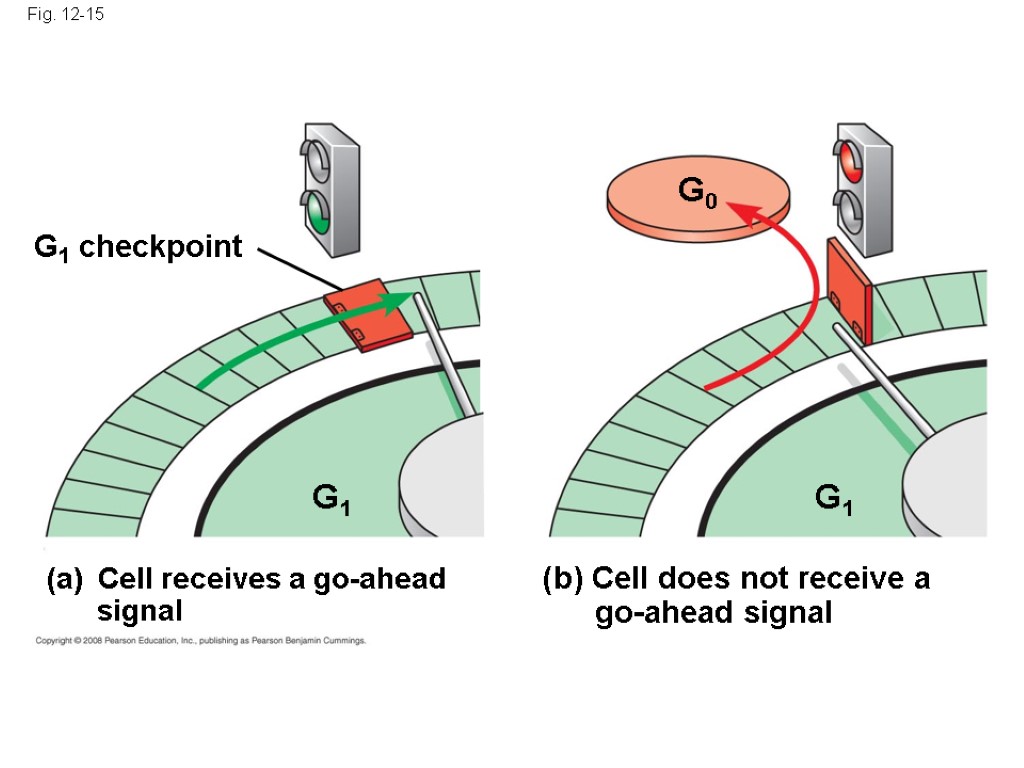 Fig. 12-15 G1 G0 G1 checkpoint Cell receives a go-ahead signal G1 (b) Cell